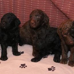 Poodle Puppies from RK'S Pets