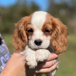 Buster - Blenheim male Cavalier King Charles Spaniel puppy in Graysville, Tennessee from Country Goldens and Mountain Top Cavaliers