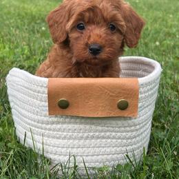Summer - F1b - Red female Cavapoo puppy in Lewisburg, Pennsylvania from Cinda's Cavapoos