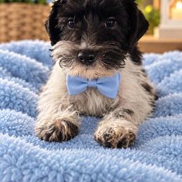 Boy 2 - Parti male Miniature Schnauzer puppy in Charlotte, North Carolina from Marley’s Babies