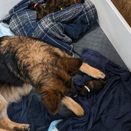 Yellow - Sable female German Shepherd puppy in Holden, Missouri from Vacker Warin Engel