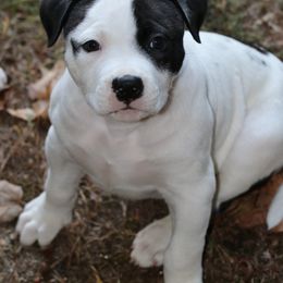 Boy 2 - White and black male American Bulldog puppy in Maine from Northern Woods American Bulldogs