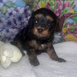 Boy 1 - Black and tan male Cavapoo puppy in Savannah, Georgia from Hollywood Furbabies LLC