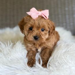 River - Red female Cavapoo puppy in Hardin, Texas from Oodlesoflildoodles