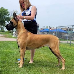 Anna - Great Dane