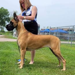 Anna - Great Dane