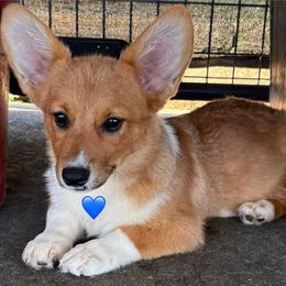 Red Boy - Red male Pembroke Welsh Corgi puppy in Bay Area, California from MJ's Corgis