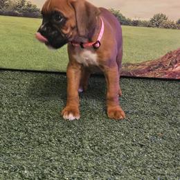 Boxer Puppies from Puppy Patch