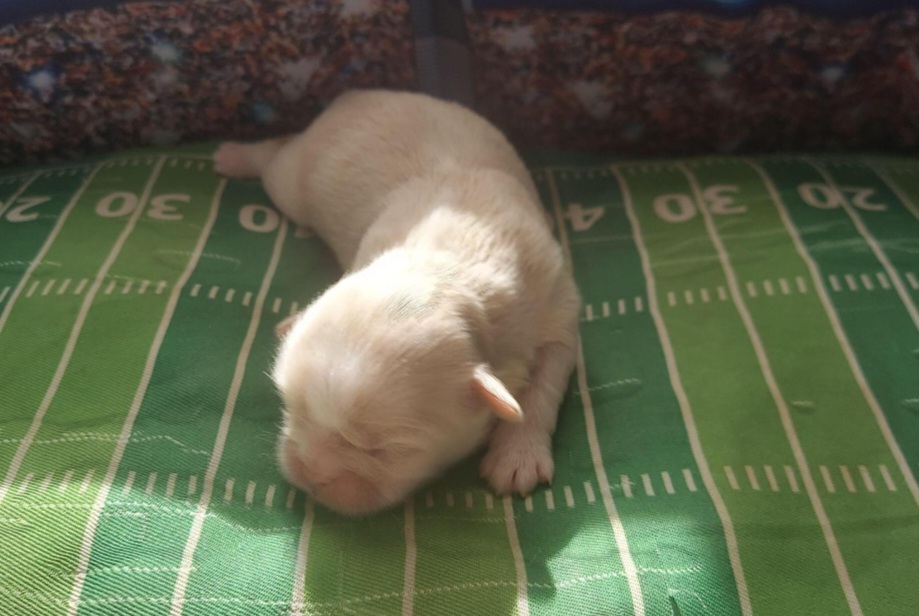 Shih Tzu Puppies from N.F.S.T Imperial ShihTzu Puppies.