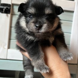 Kiwi - Black and tan female Pomeranian puppy in Waller (Northwest Of Houston), Texas from Blue Cottage Pomeranians