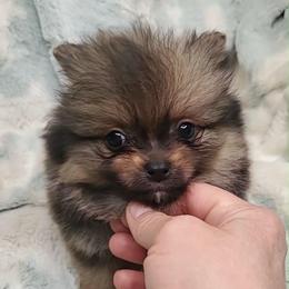 Boy 2 - Orange sable male Pomeranian puppy in Tulsa, Oklahoma from CP Kennels