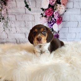 Beagle Puppies from Lovan's Spring Creek Kennel