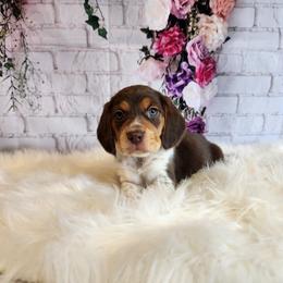 Beagle Puppies from Lovan's Spring Creek Kennel