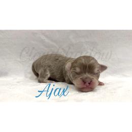 Ajax - Blue and tan male Chihuahua puppy in Patchogue, New York from Cloudshadow Kennels