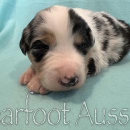 Girl 4 - Blue merle female Australian Shepherd puppy in Lowell, Indiana from Bearfoot Aussies and Tollers