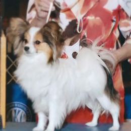 Lala - Papillon