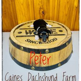 Peter - Piebald male Dachshund puppy in Cincinnati, Ohio from Caines Dachshund Farm