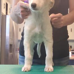 Silken Windhound Puppies from Daybreak Silken Windhounds