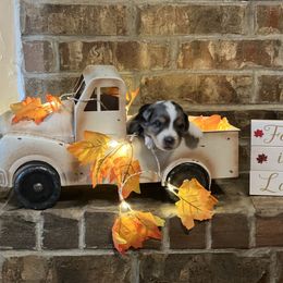 Australian Shepherd Puppies from Kamm's Aussies