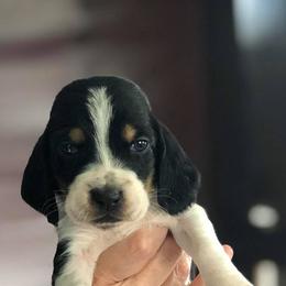 Basset Hounds from Beckstrom’s Family Bassets