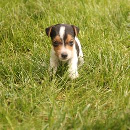 Jack Russell Terrier, Parson Russell Terrier, Poodle, and Whoodle Puppies from Blue Skies Terriers