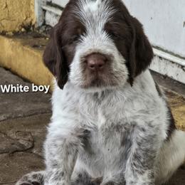 White Boy - Brown roan male Spinone Italiano puppy in Florida from Starfire Leonbergers and Spinone Italiano