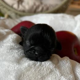 Chachi - Red male Shih Tzu puppy in Kempner, Texas from Shih Tzu Reign