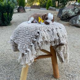 Yoshi - Blenheim male Cavalier King Charles Spaniel puppy in Shingle Springs, California from California Spaniels