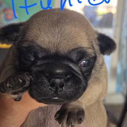 Hunter - Fawn male Pug puppy in Madera, California from Hills Pugs
