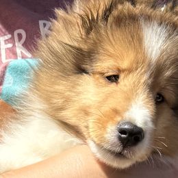 Shetland Sheepdogs from Clermont
