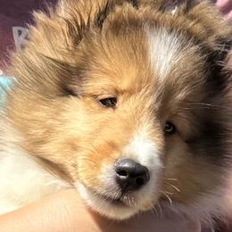 Shetland Sheepdogs from Clermont