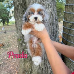 Prada - Blue merle female Bernedoodle puppy in Mount Vernon, Missouri from PoodlelyDoodlely