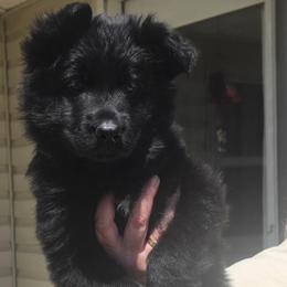 Green Collar - Black female German Shepherd puppy in Orrick, Missouri from Schultz's Premium German Shepherds