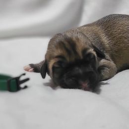 Mazie - Fawn Kangal puppy in Bloomer, Wisconsin from Chippewa Valley Kangals
