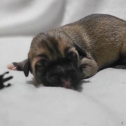 Mazie - Fawn Kangal puppy in Bloomer, Wisconsin from Chippewa Valley Kangals