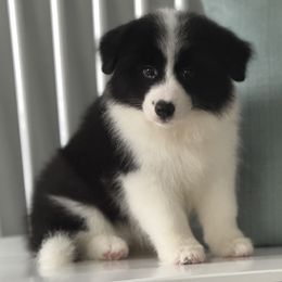 Tessa - Black female Border Collie puppy in Dunn, North Carolina from Coylety Kennel
