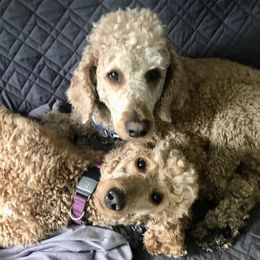 Poodles from Plush Poodles