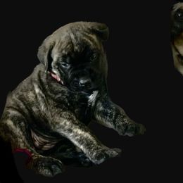 Mastiff Puppies from Eagle Pond Mastiffs