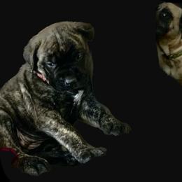Mastiff Puppies from Eagle Pond Mastiffs