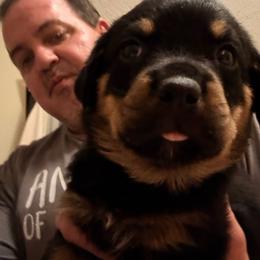 Yellow girl - Black and mahogany female Rottweiler puppy in Colorado Springs, Colorado from Von Locher Rotties