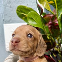 Pink collar - Red female Dachshund puppy in Orlando, Florida from Weiner Wunderland of Central Florida