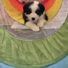 Australian Shepherd Puppies from Beacon Hill Aussies