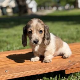 Cream Brindle Dapple Piebald Girl AKC LIMITED - Dapple female Dachshund puppy in Pauls Valley, Oklahoma from Simply Happy Dachshunds