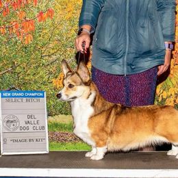 Bailey - Pembroke Welsh Corgi