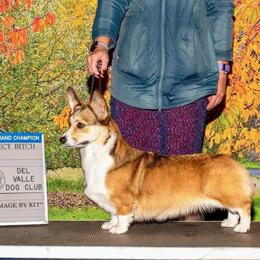 Bailey - Pembroke Welsh Corgi