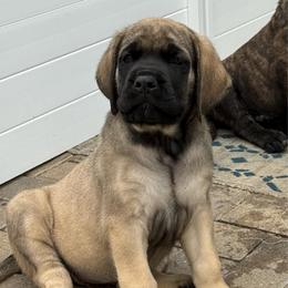 Loretta - Fawn female Mastiff puppy in Sioux Falls, South Dakota from Clearbrook Mastiffs