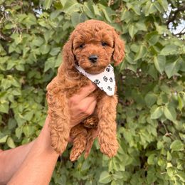Cavapoo Puppies from Taylor Sweeten