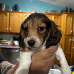 Brody - Sable male Dachshund puppy in Ocala, Florida from Chelsey Reynolds Tellier
