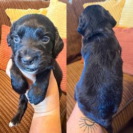 Yellow collar - Black male English Cocker Spaniel puppy in Millen, Georgia from Pine Hill Kennels