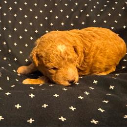 Bronx - Red male Maltipoo puppy in Greenfield, Iowa from Sugar Plum Puppies